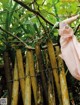 A woman in a pink dress hanging from a tree branch.